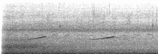Ak Karınlı Tohumcul [leucoptera grubu] - ML593955601
