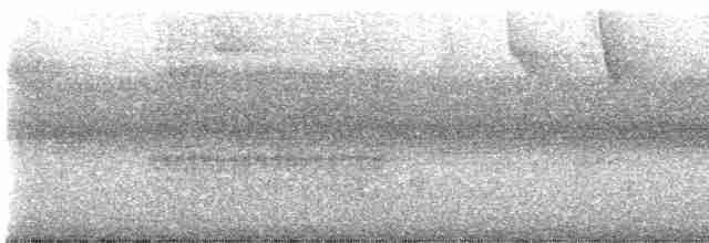 Ochre-rumped Antbird - ML593956811