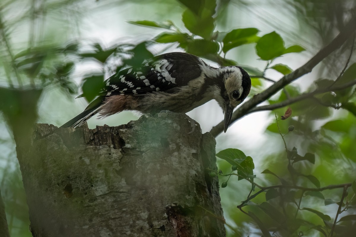 White-backed Woodpecker - Holger Schneider
