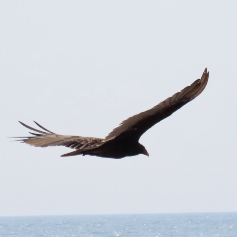 Turkey Vulture - ML593959591