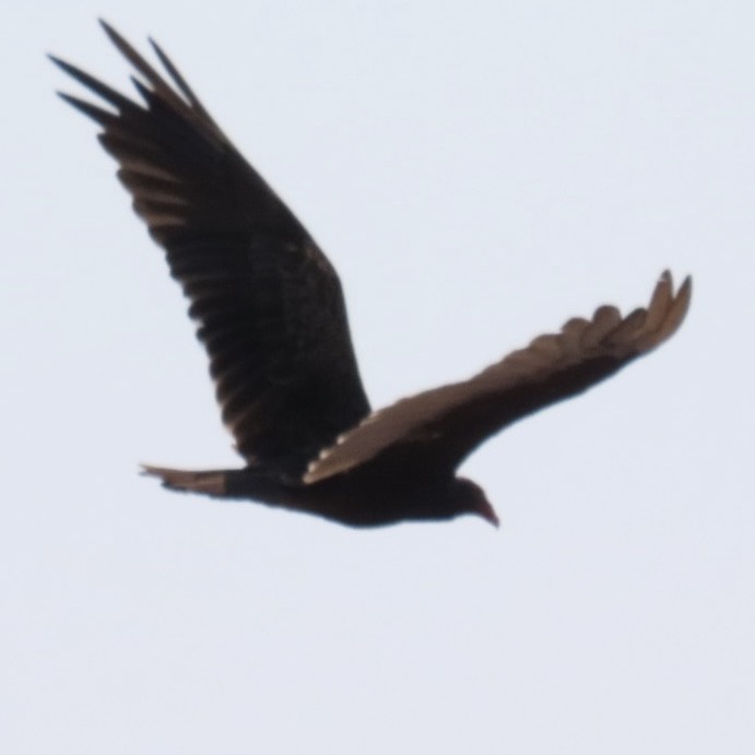 Turkey Vulture - ML593959611