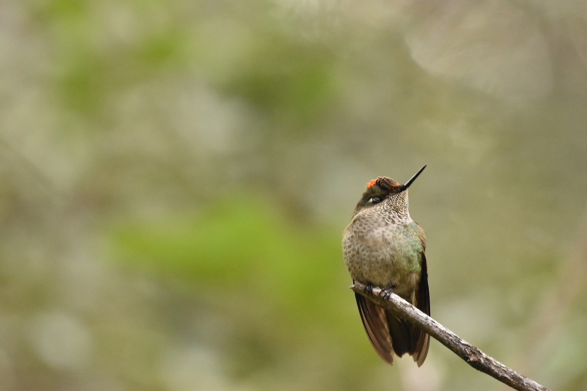 Green-backed Firecrown - ML593960671