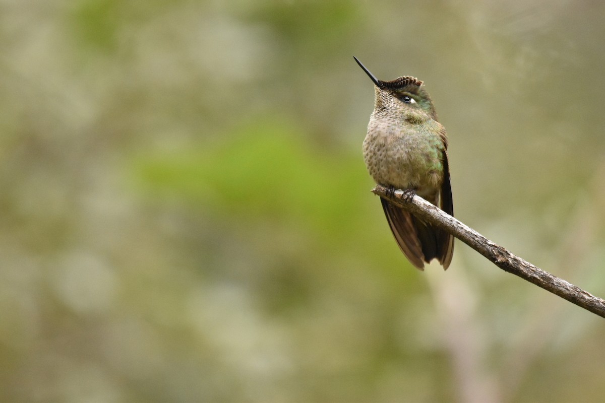 Green-backed Firecrown - ML593960681
