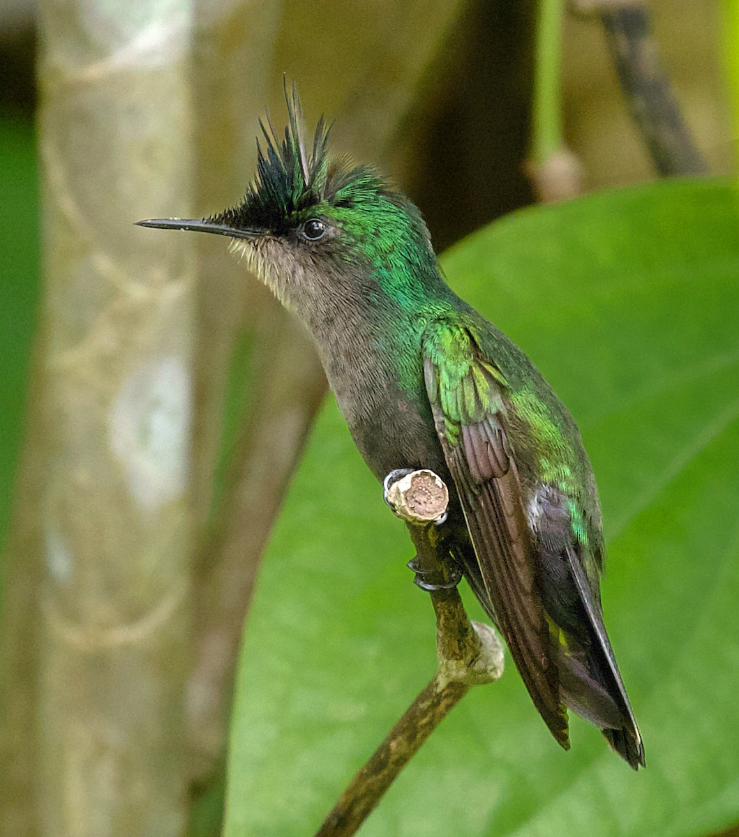 Antillean Crested Hummingbird - David Ascanio
