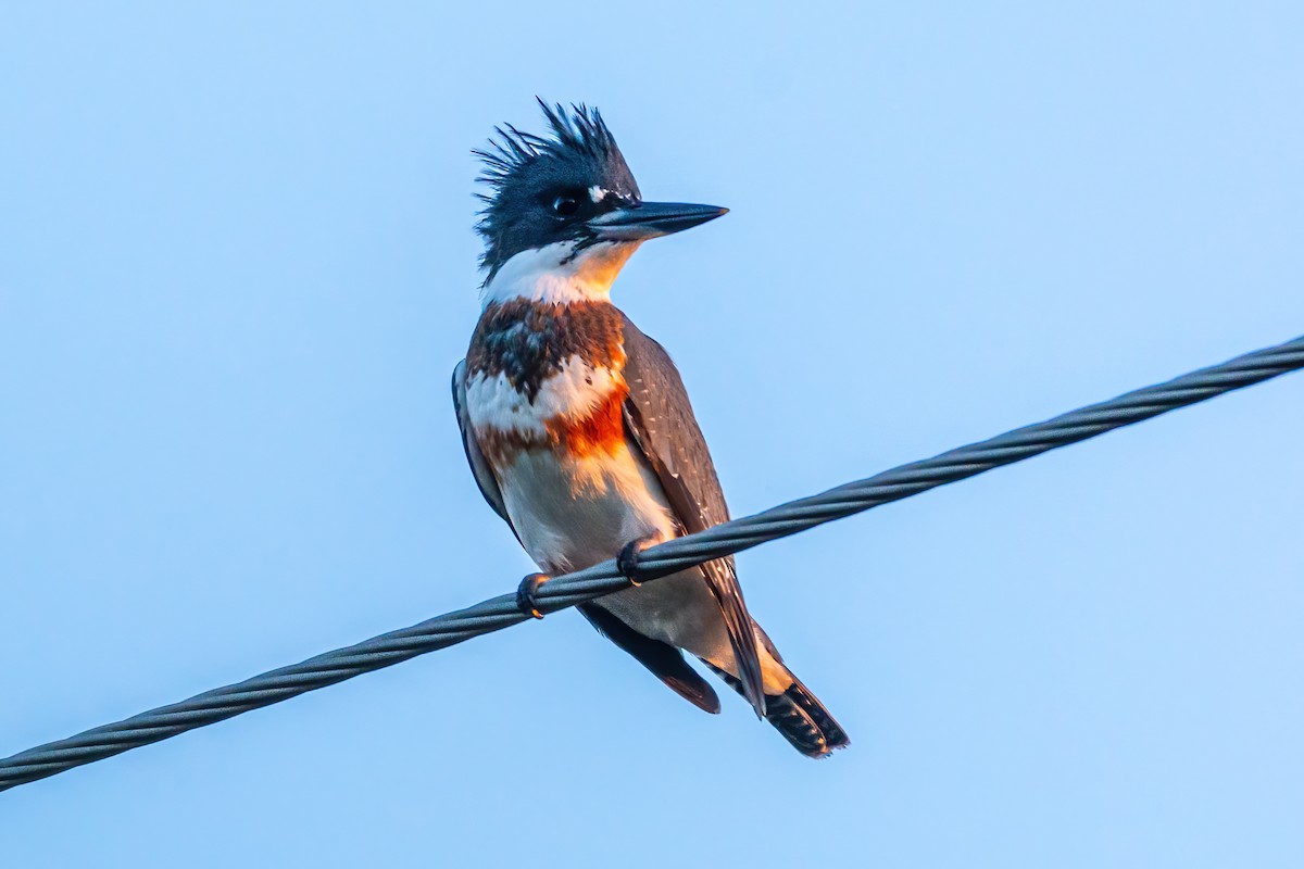 Belted Kingfisher - ML593961271