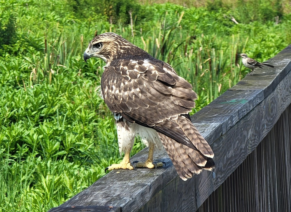Red-tailed Hawk - ML593964331