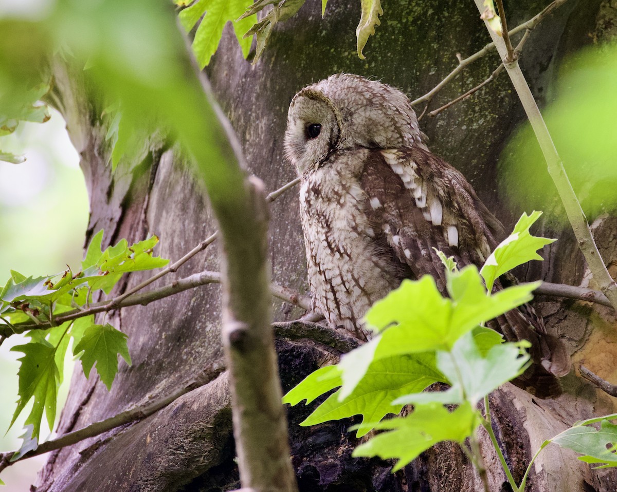 Tawny Owl - ML593964571