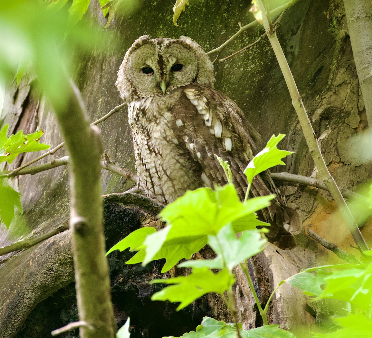 Tawny Owl - ML593964641