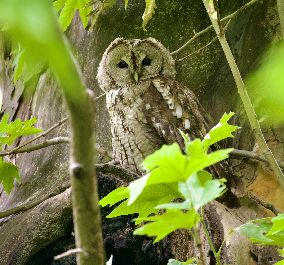 Tawny Owl - ML593964671