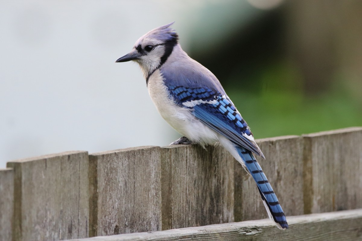 Blue Jay - Dave Brown