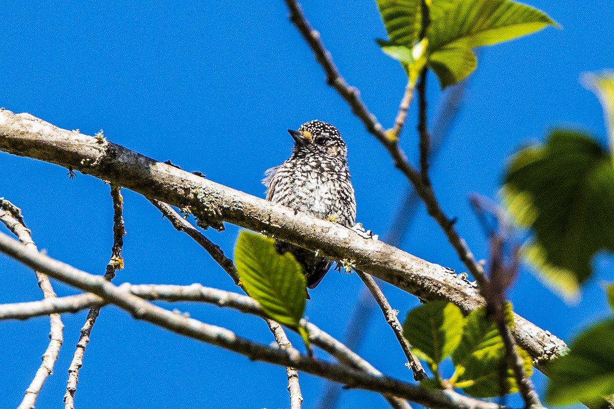 Speckle-chested Piculet - graichen & recer