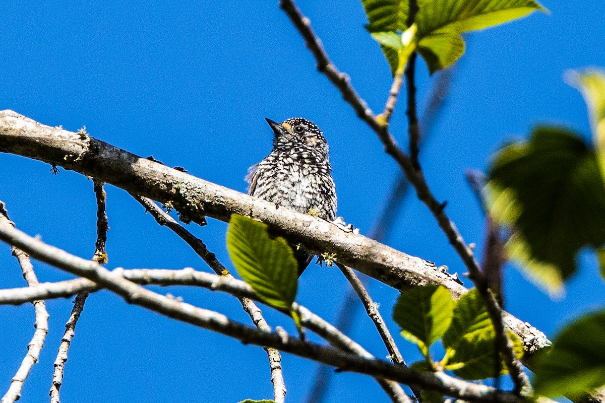 Speckle-chested Piculet - ML593970851