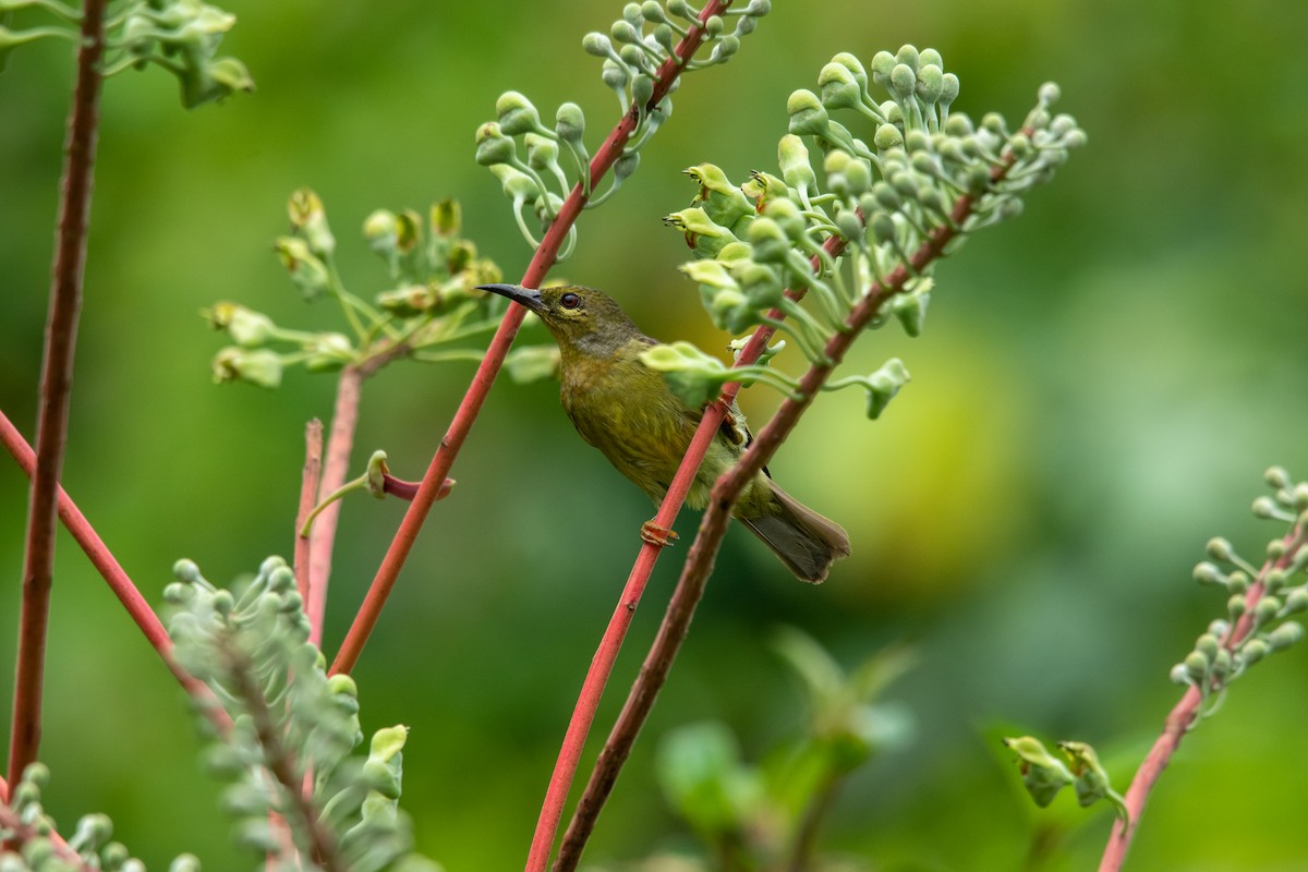 Brown-throated Sunbird - ML593972781