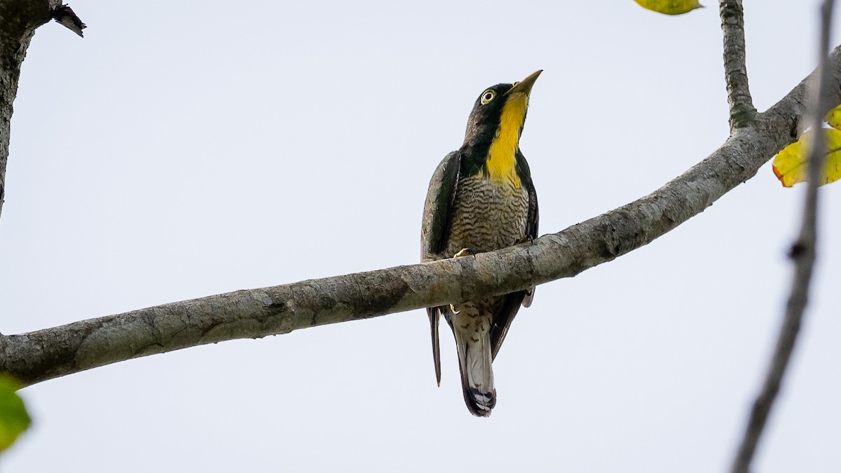 Yellow-throated Cuckoo - Mathurin Malby