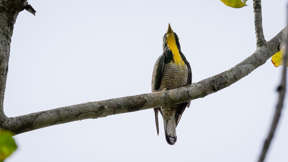 Yellow-throated Cuckoo - ML593973221