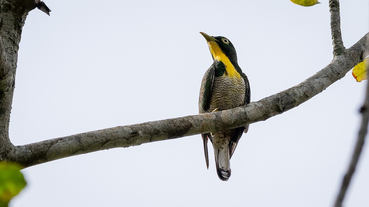 Yellow-throated Cuckoo - Mathurin Malby