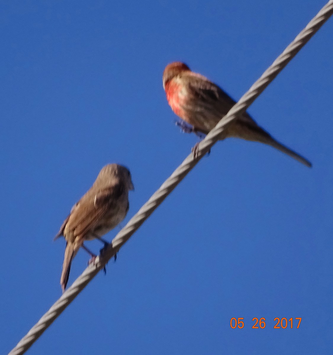 House Finch - Kathie Rosse