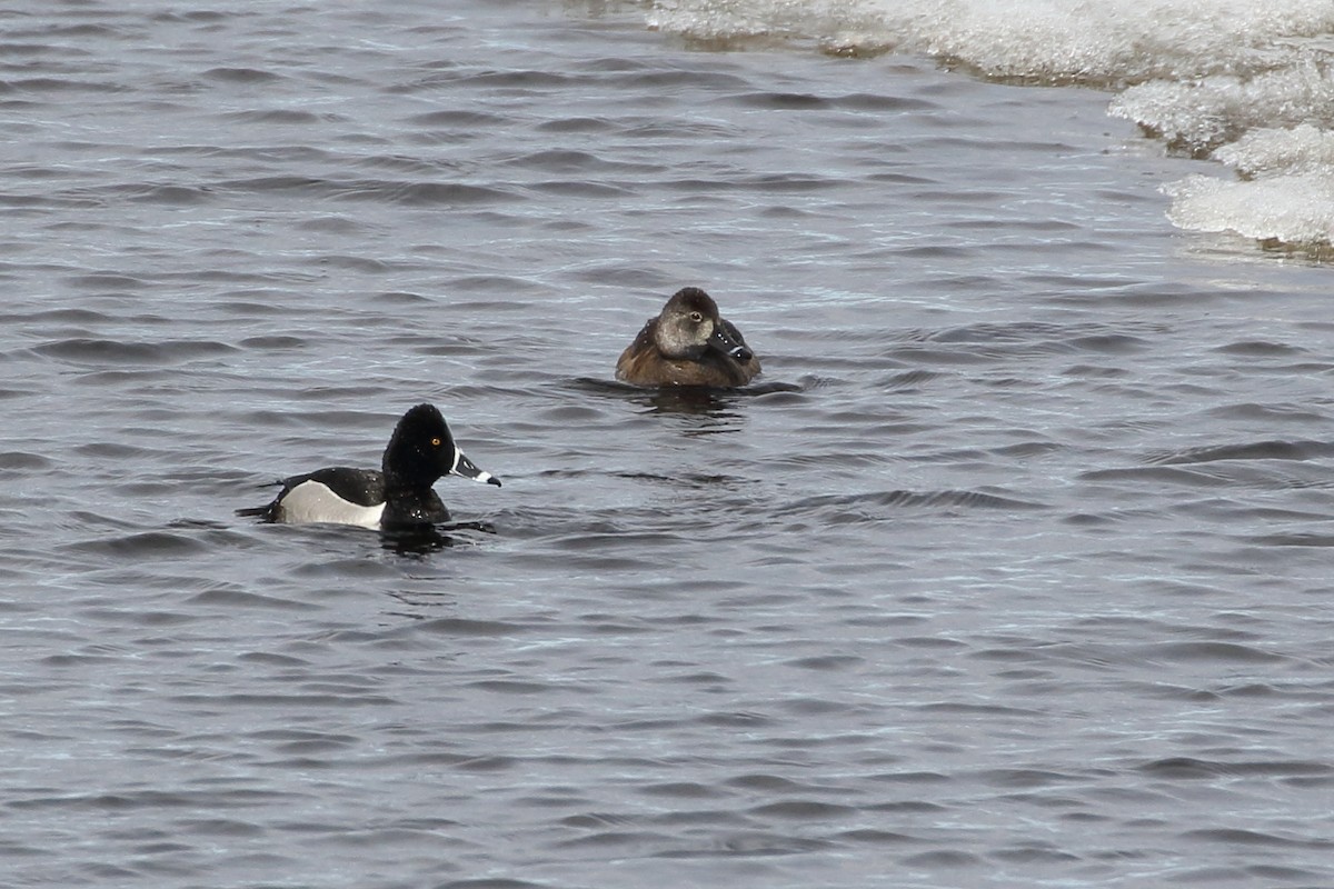 Ring-necked Duck - Seth Beaudreault