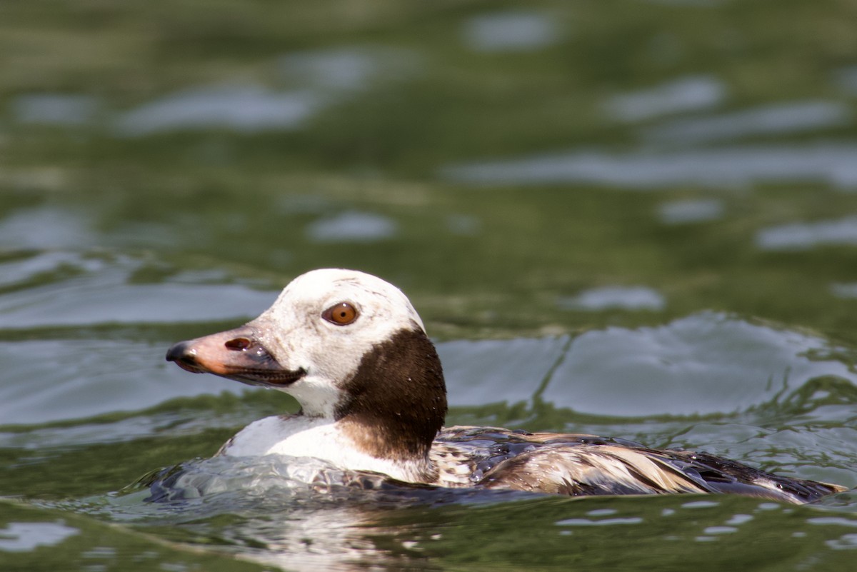 Long-tailed Duck - ML593977911