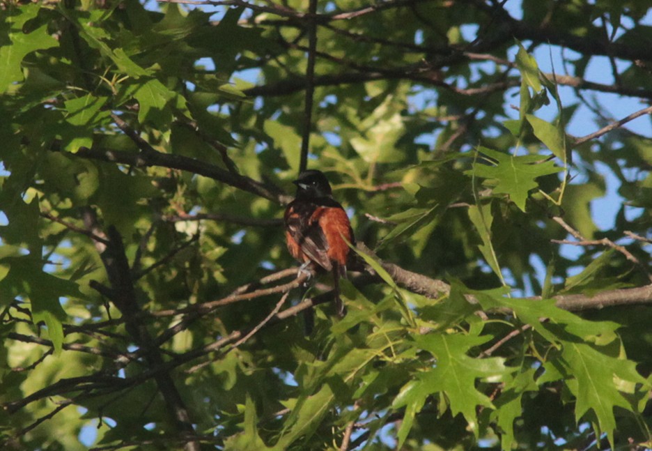 Orchard Oriole - Tom Smith