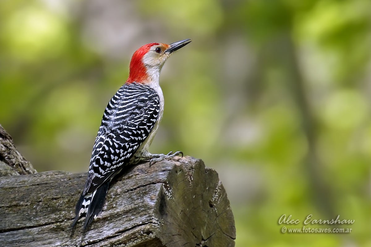 Red-bellied Woodpecker - ML59398161