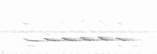 Schwarzgrau-Ameisenvogel - ML593982351