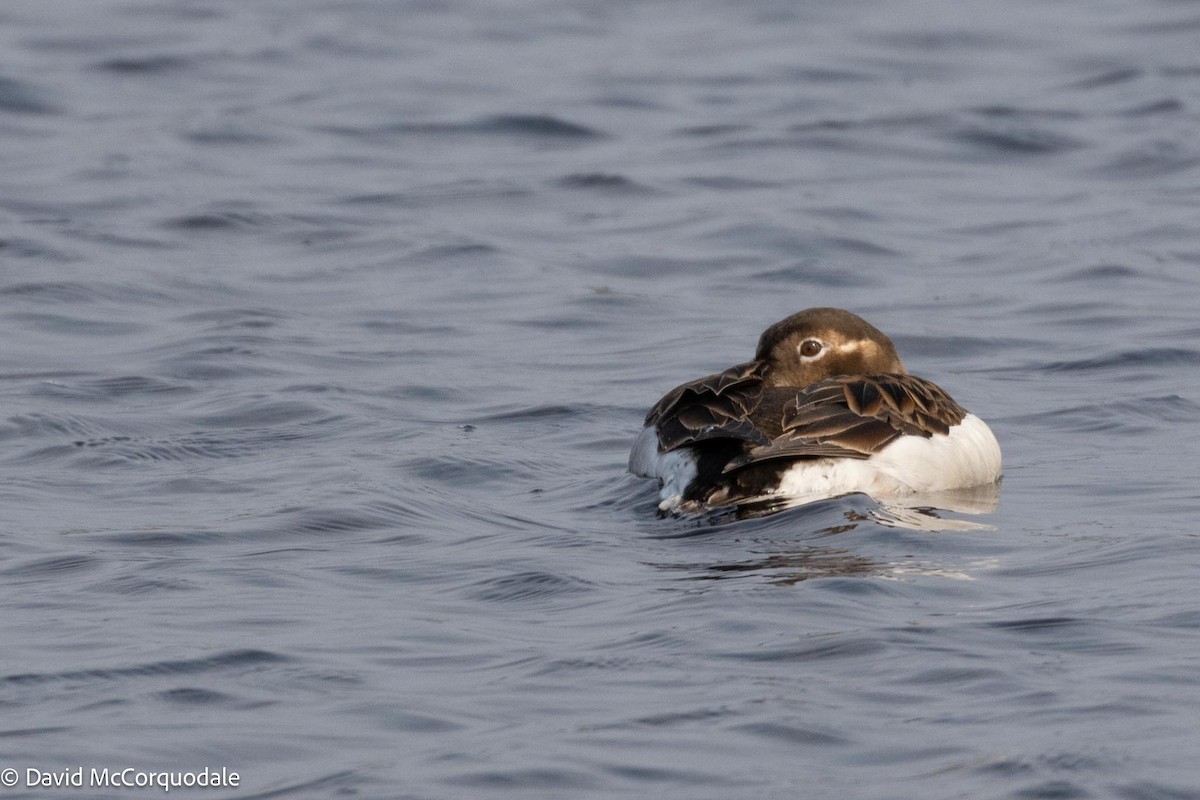 Long-tailed Duck - ML593982831