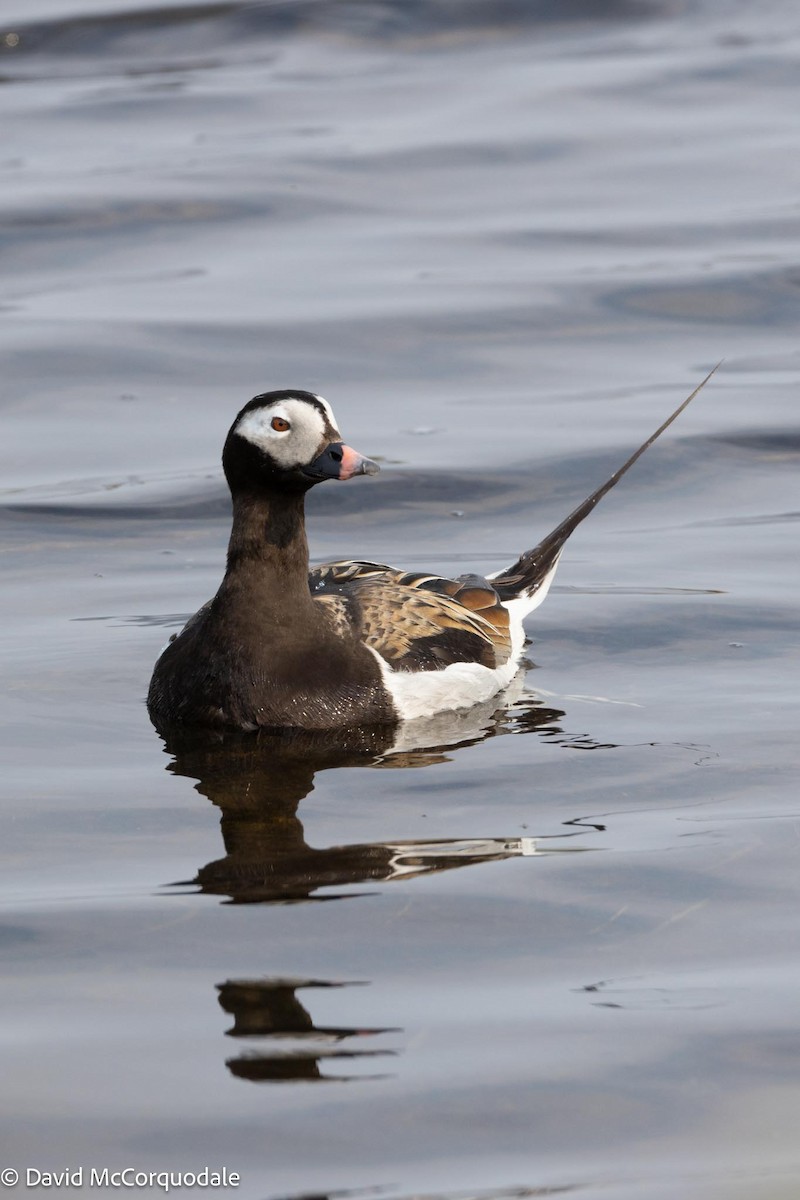 Long-tailed Duck - ML593982981