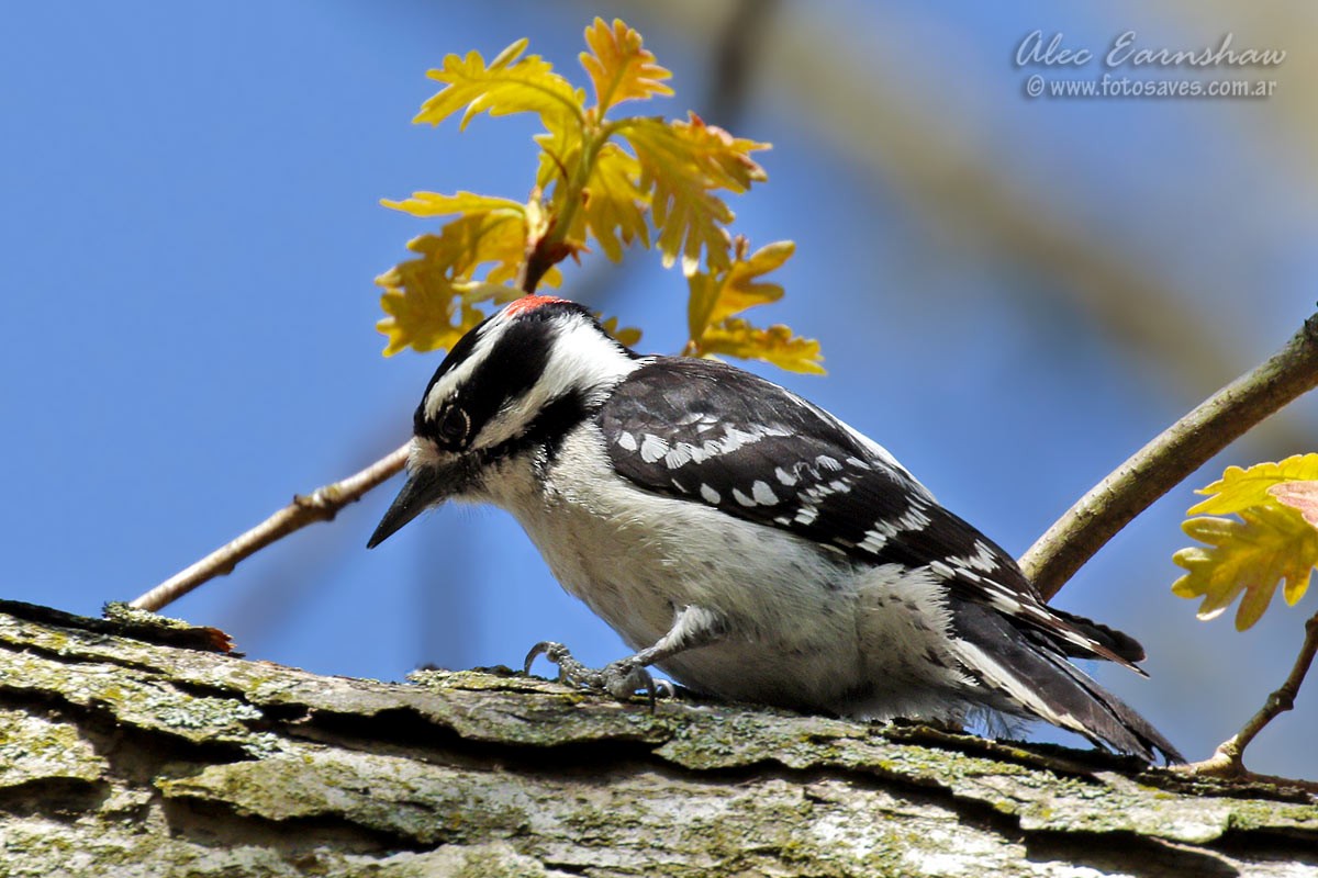 Downy Woodpecker - ML59398301