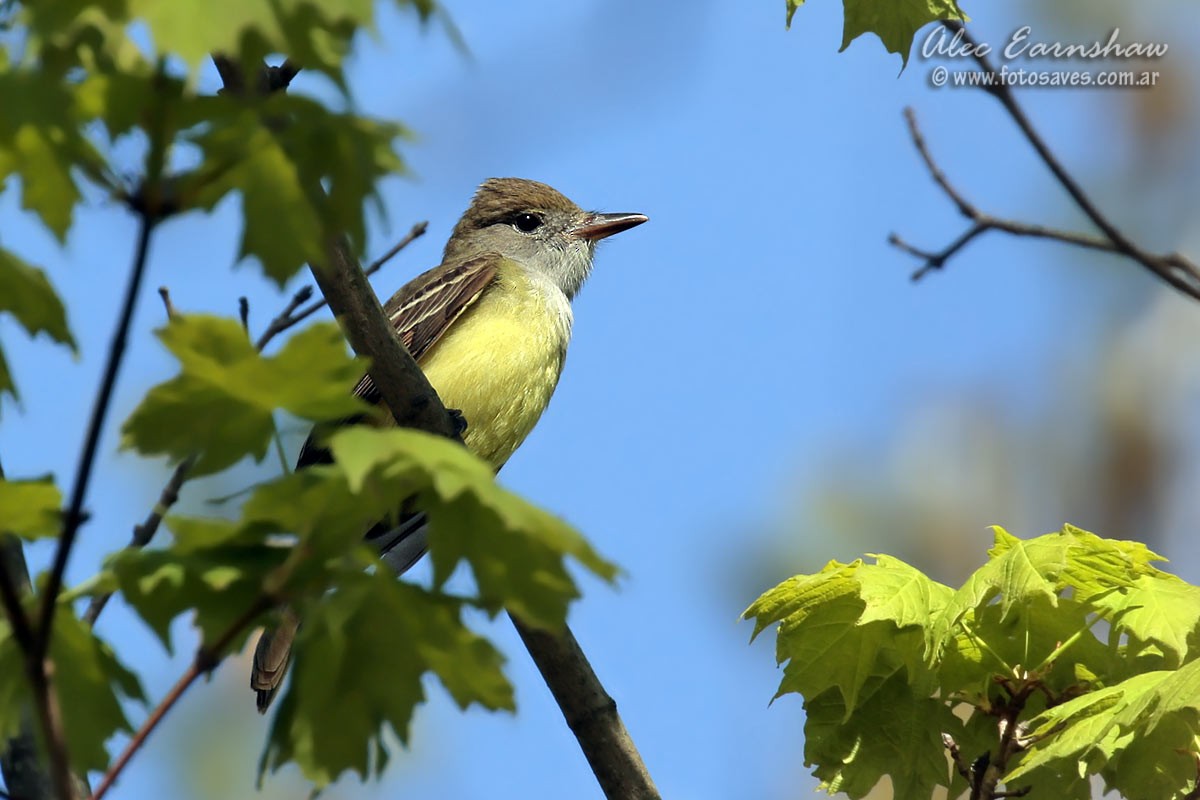 Great Crested Flycatcher - ML59398541