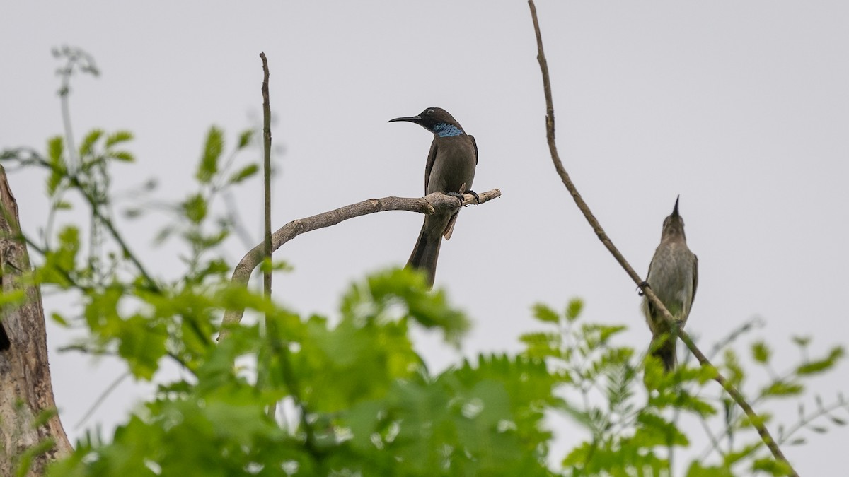 Blue-throated Brown Sunbird - Mathurin Malby