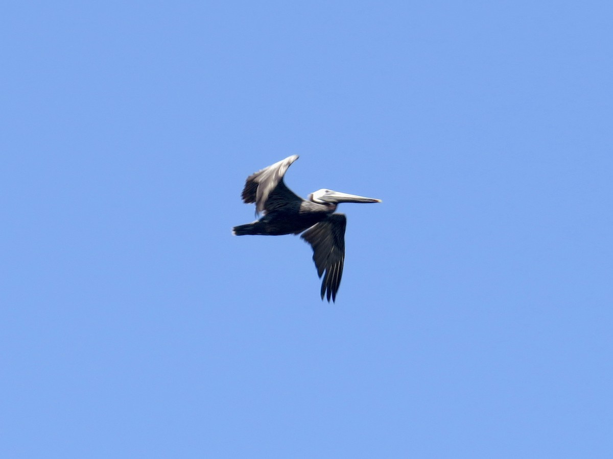 Brown Pelican (Atlantic) - ML593986551