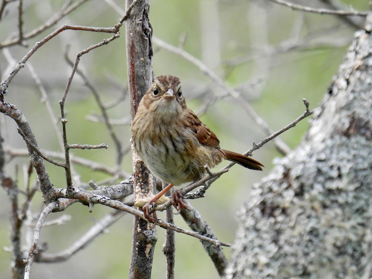 Swamp Sparrow - ML593987711