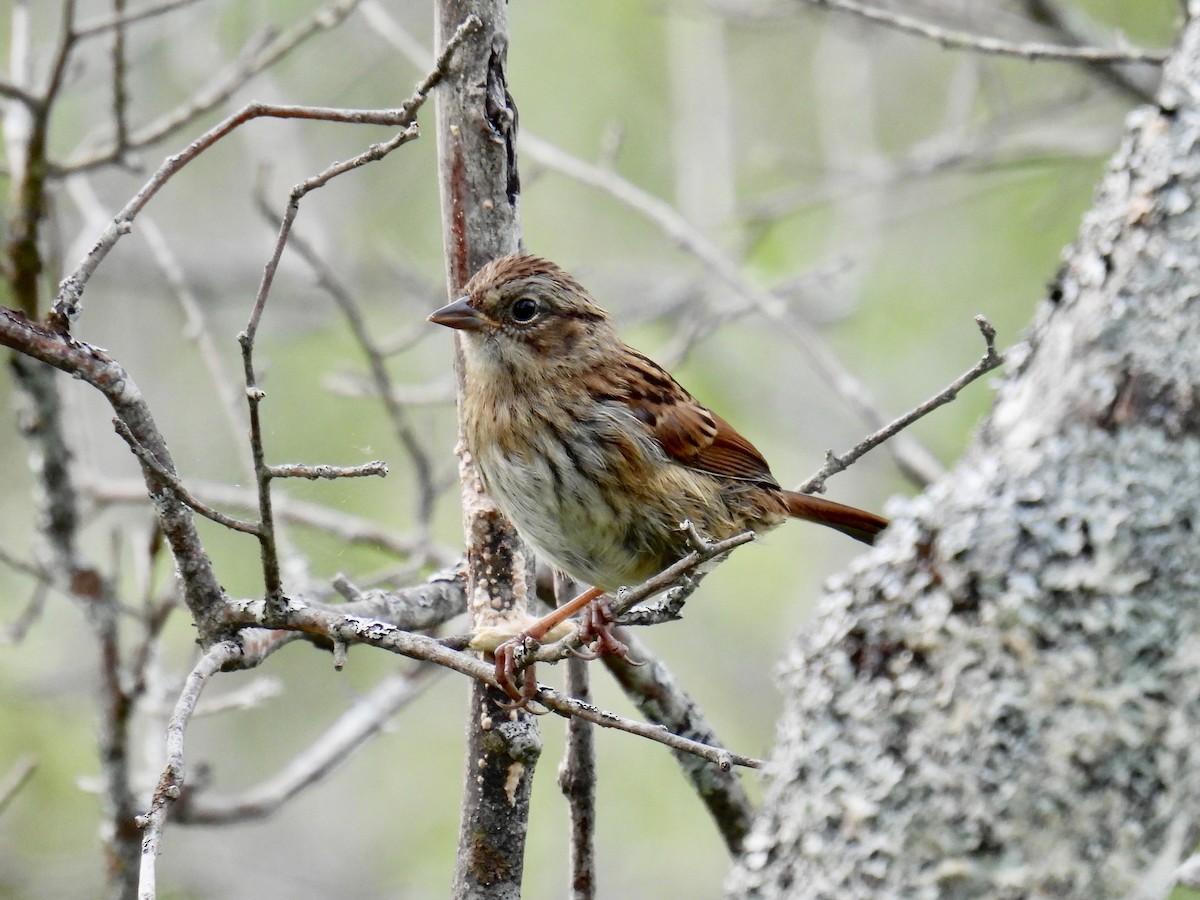 Swamp Sparrow - ML593987901