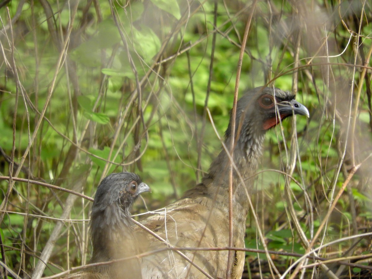 West Mexican Chachalaca - ML593988091