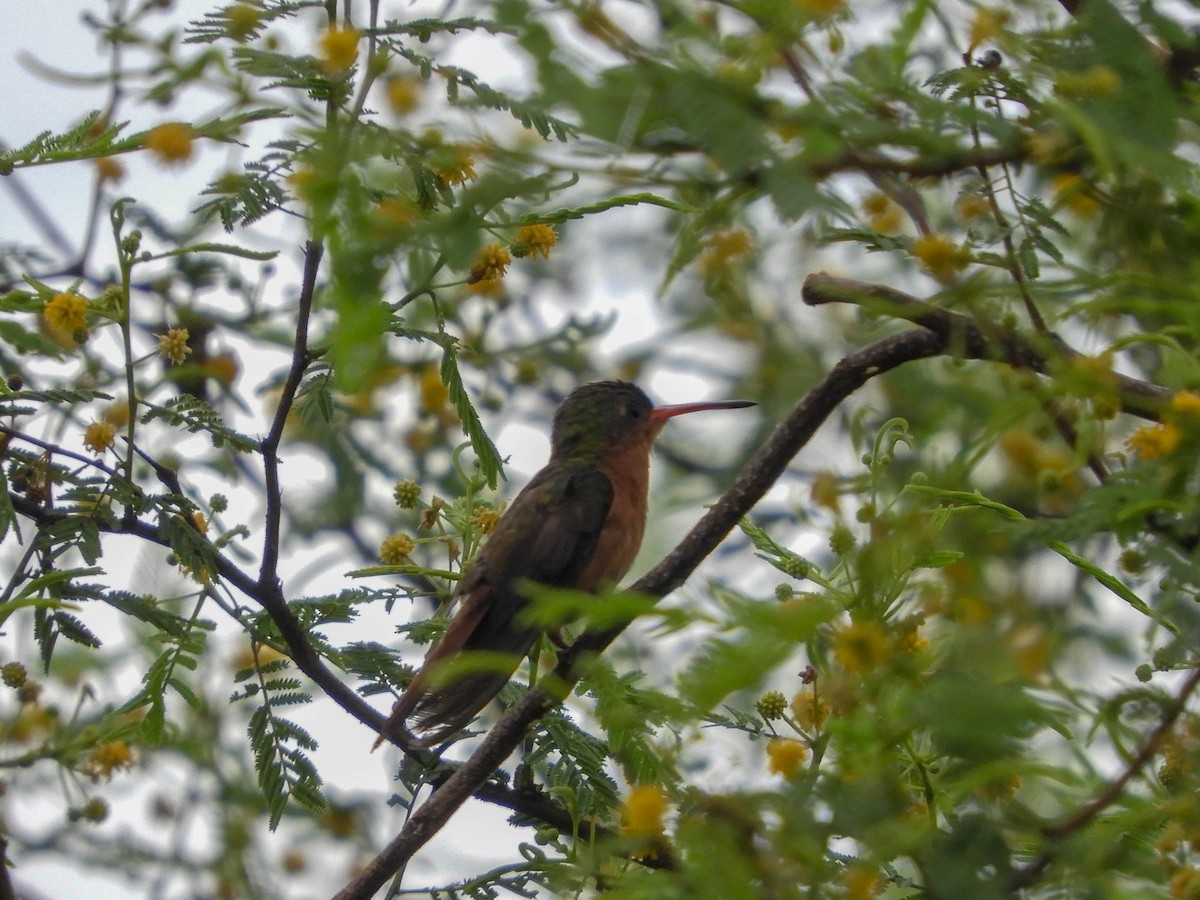 kolibřík ryšavý - ML593988171