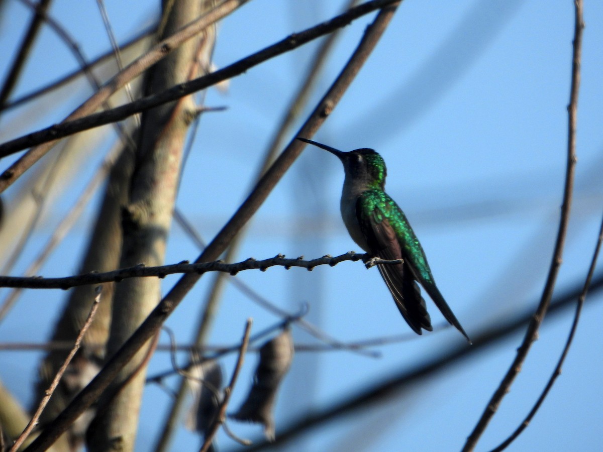 Wedge-tailed Sabrewing (Wedge-tailed) - ML593989791