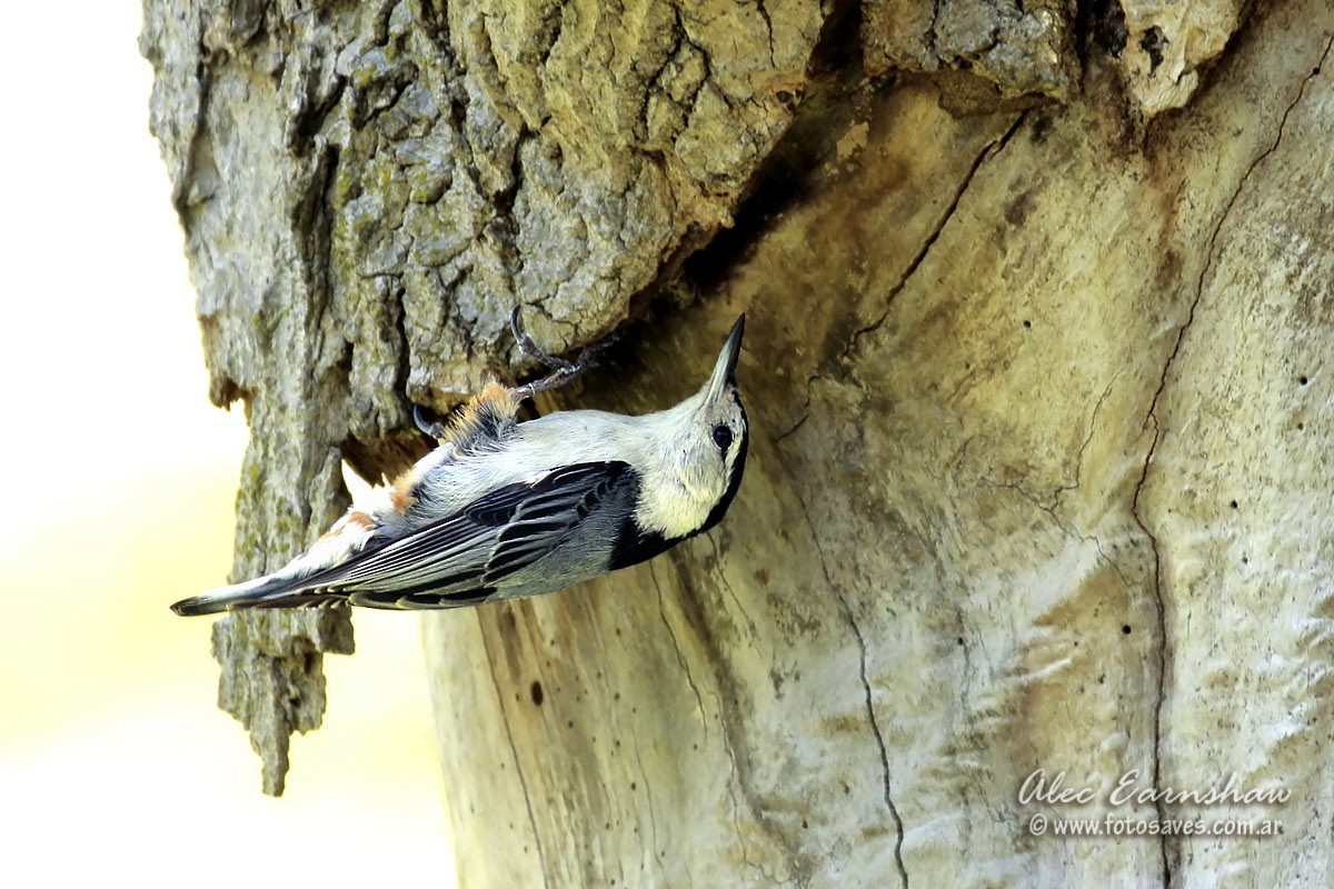 White-breasted Nuthatch - Alec Earnshaw