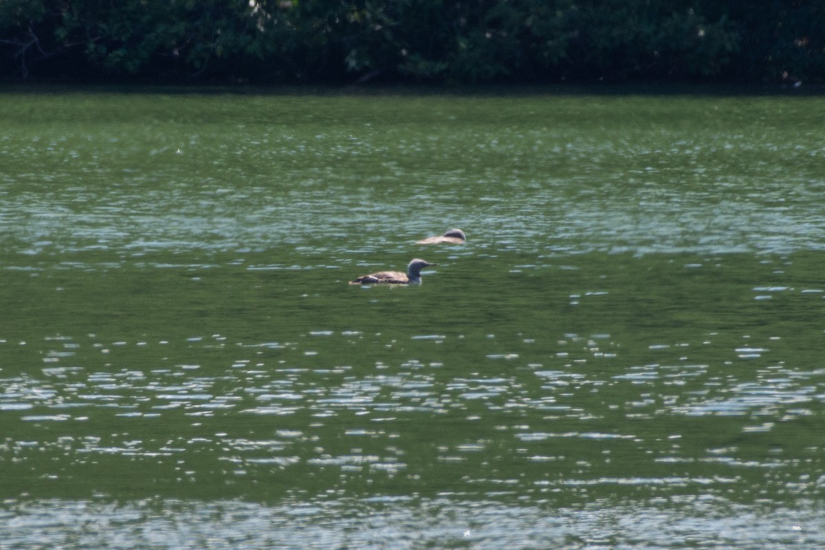 Red-throated Loon - ML593991781