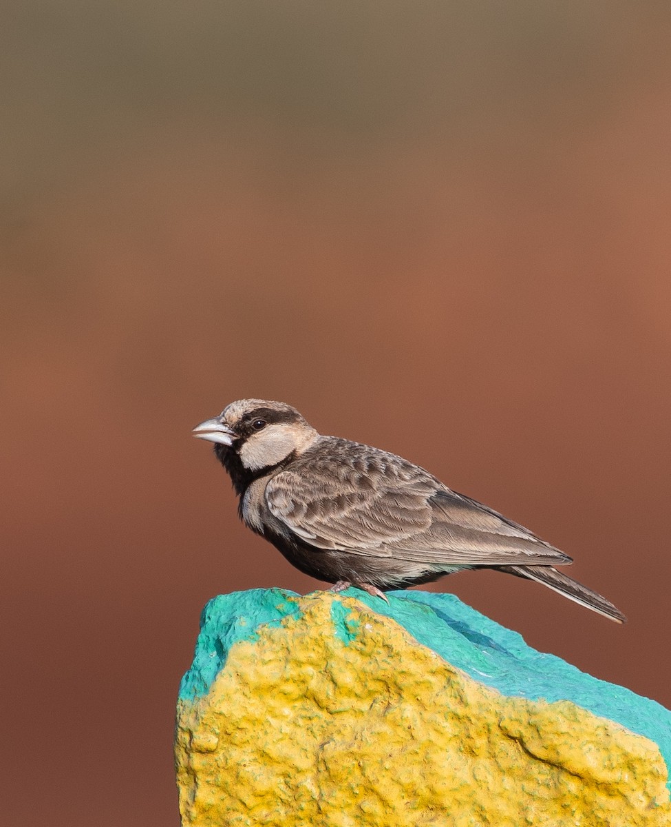 Ashy-crowned Sparrow-Lark - ML593991871