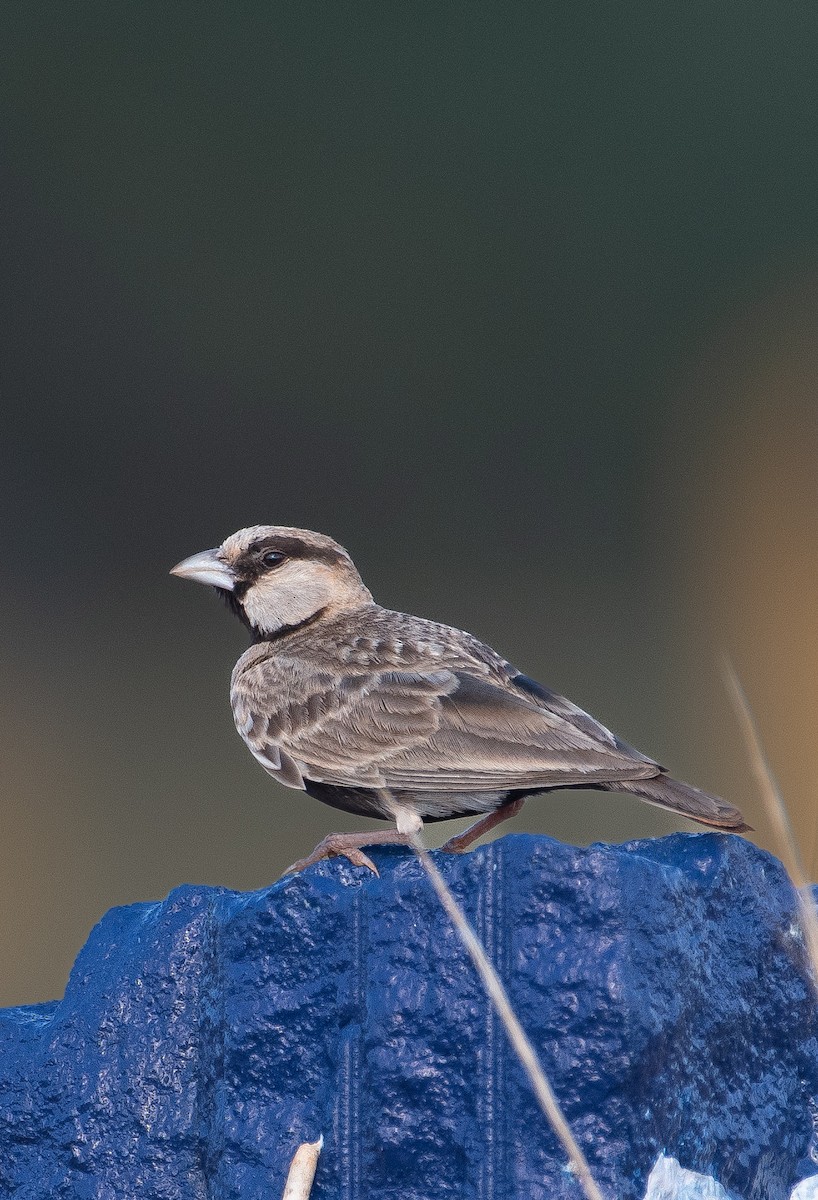 Ashy-crowned Sparrow-Lark - ML593991881