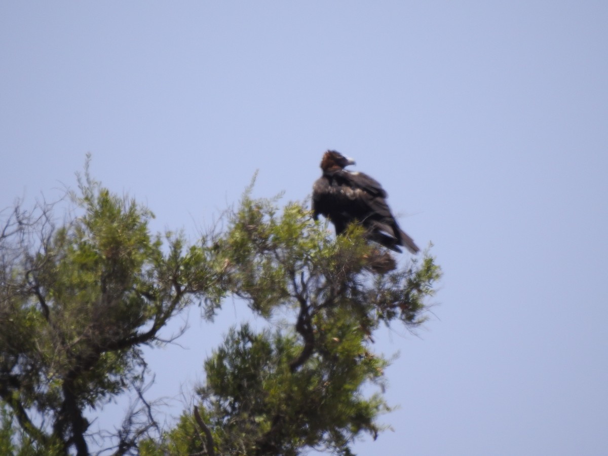 Wedge-tailed Eagle - ML593992741