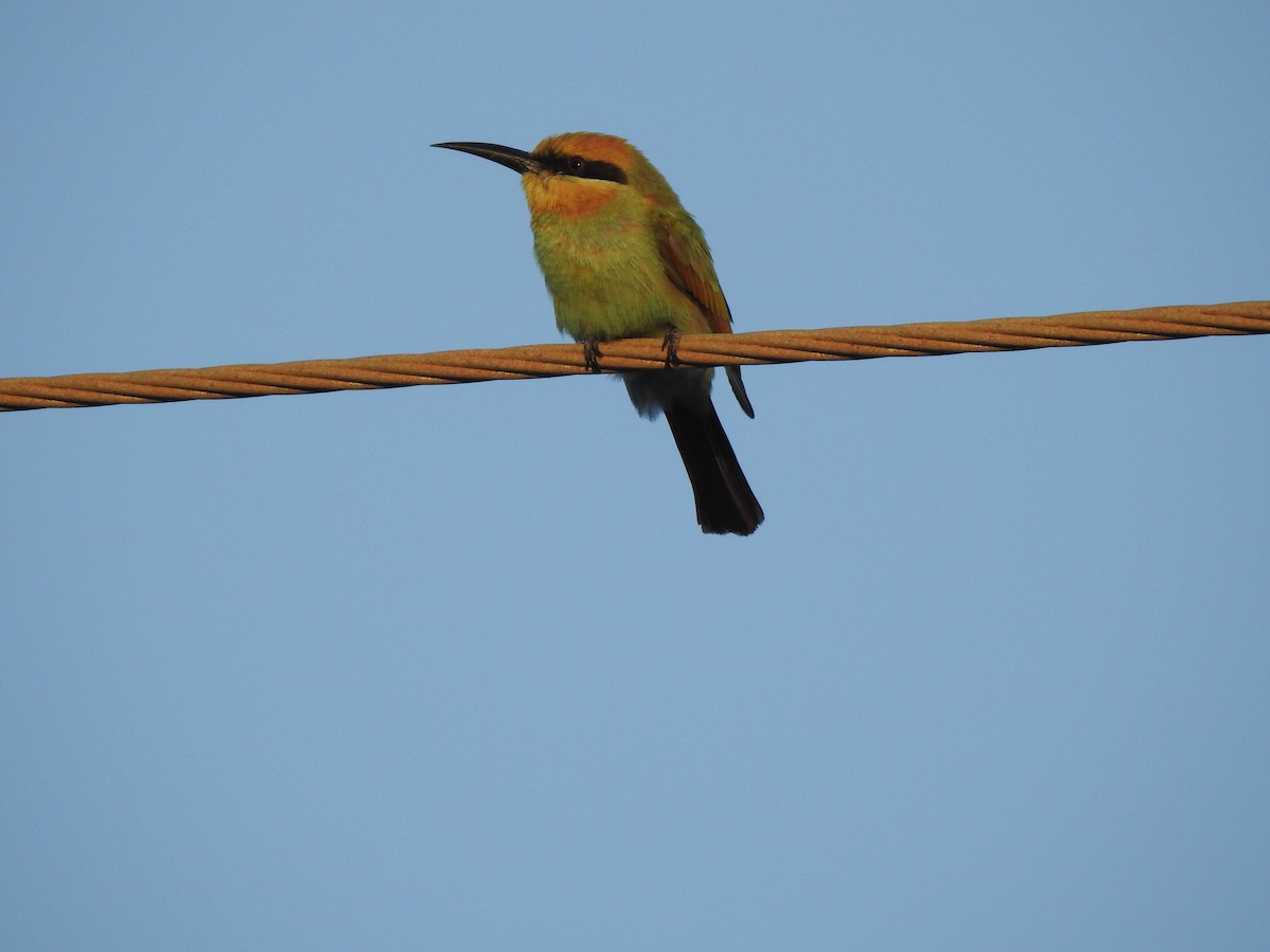 Rainbow Bee-eater - ML593995041