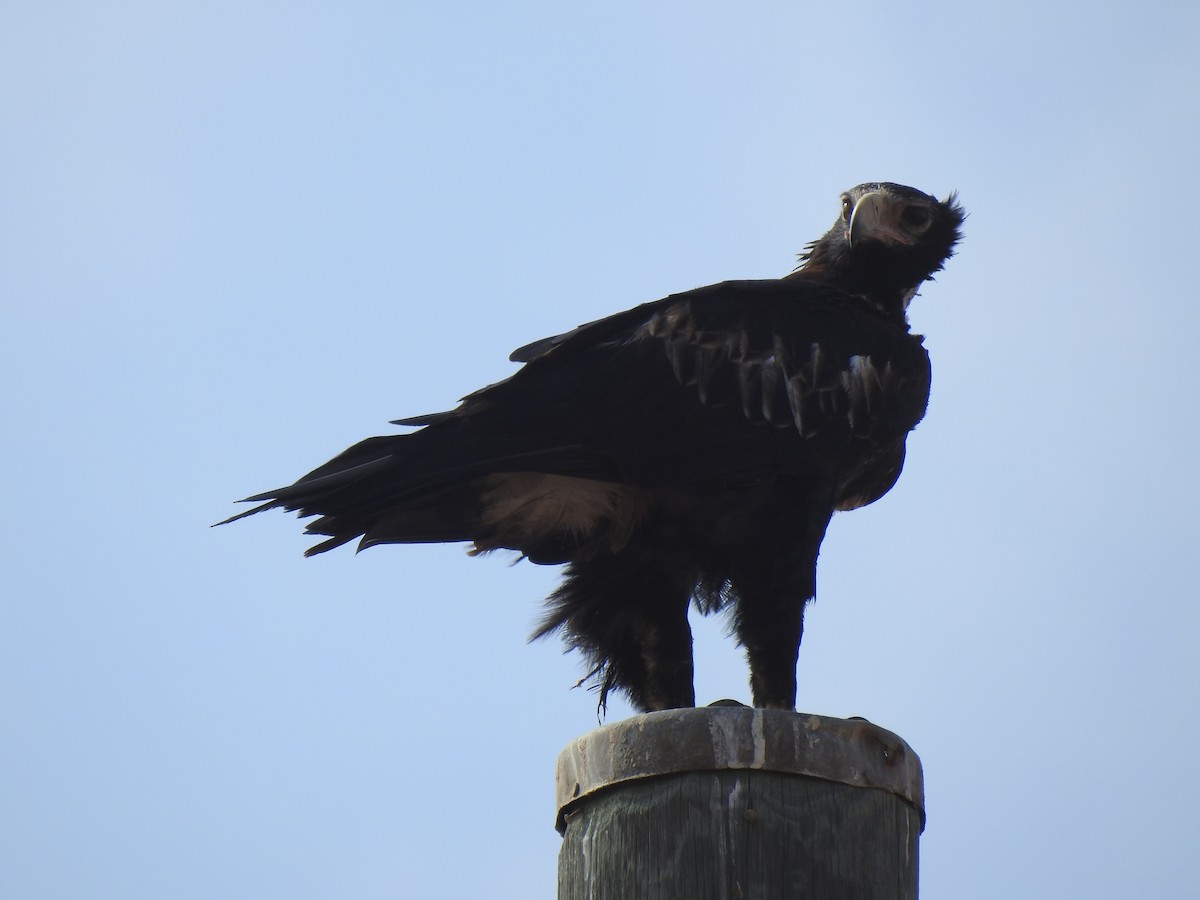 Wedge-tailed Eagle - ML593995271