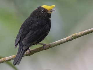  - Golden-winged Manakin