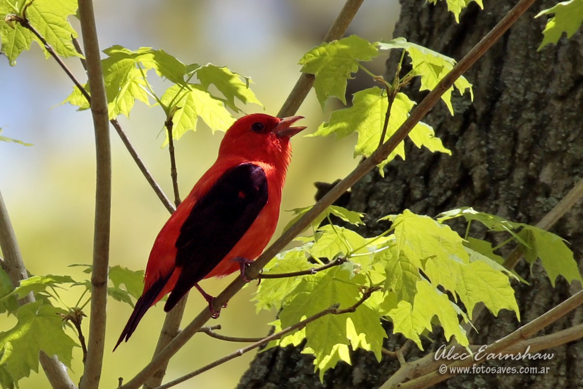 Scarlet Tanager - ML59399621
