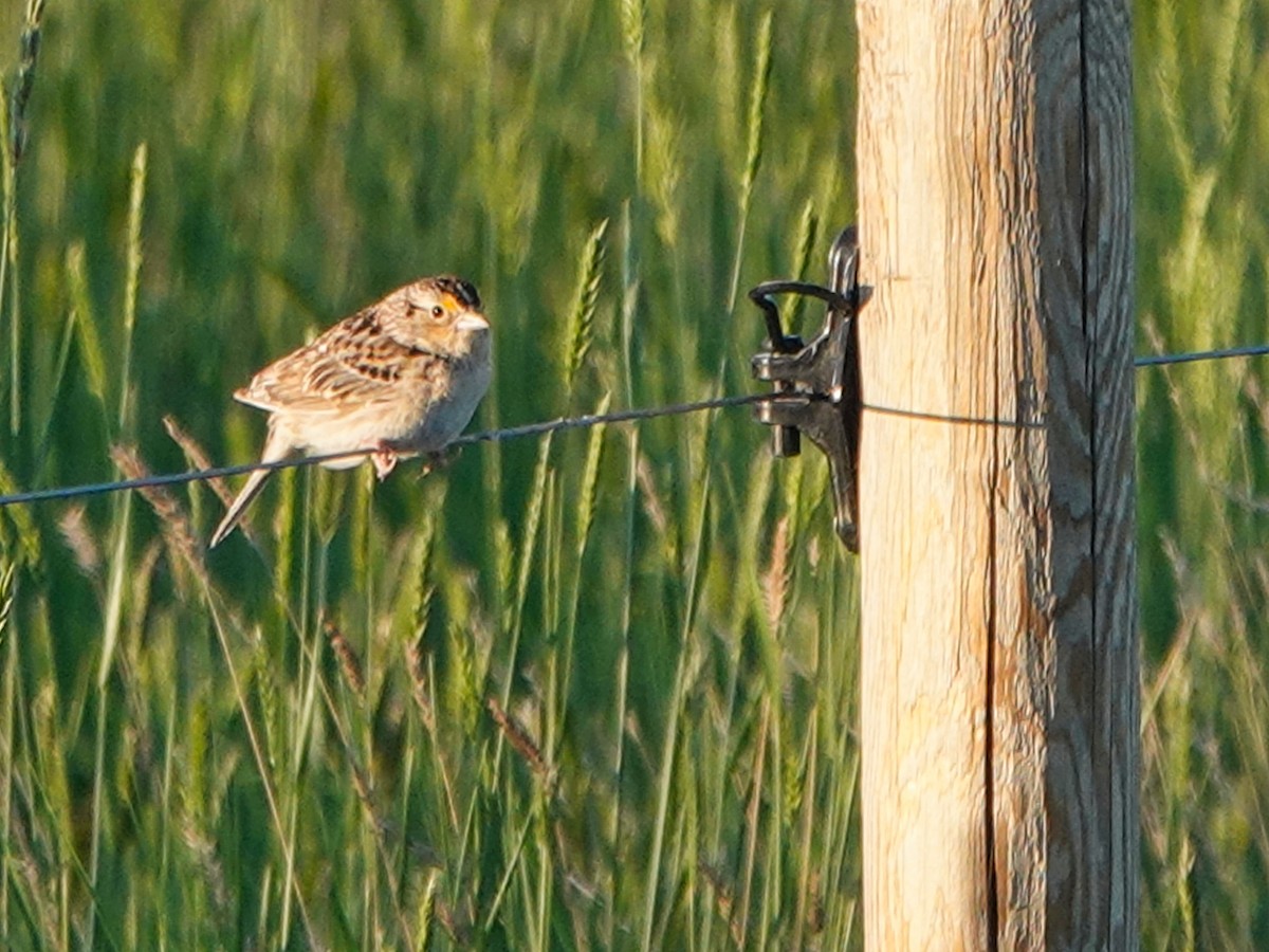 Grasshopper Sparrow - ML593996521