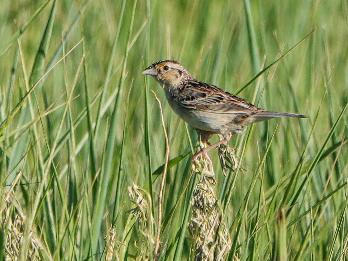 Grasshopper Sparrow - ML593996531