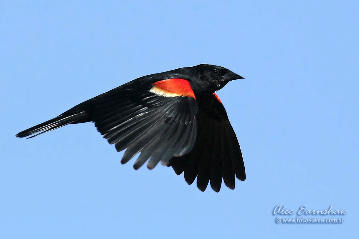 Red-winged Blackbird - Alec Earnshaw