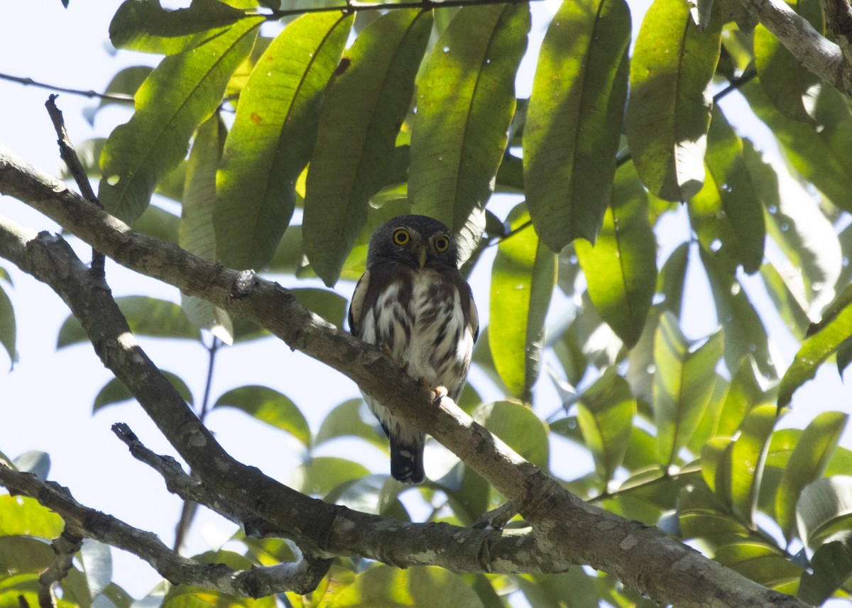 Amazonian Pygmy-Owl - ML593998441
